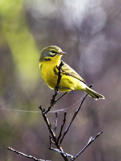 Prairie Warbler