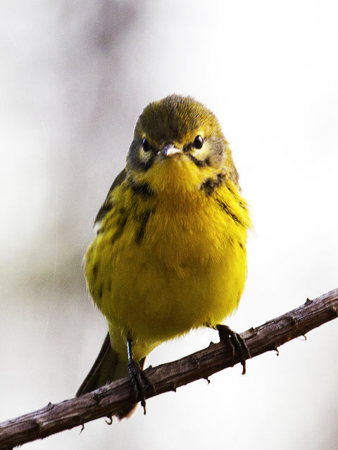 Prairie Warbler