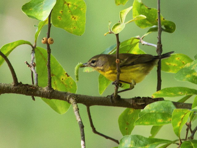 Prairie Warbler