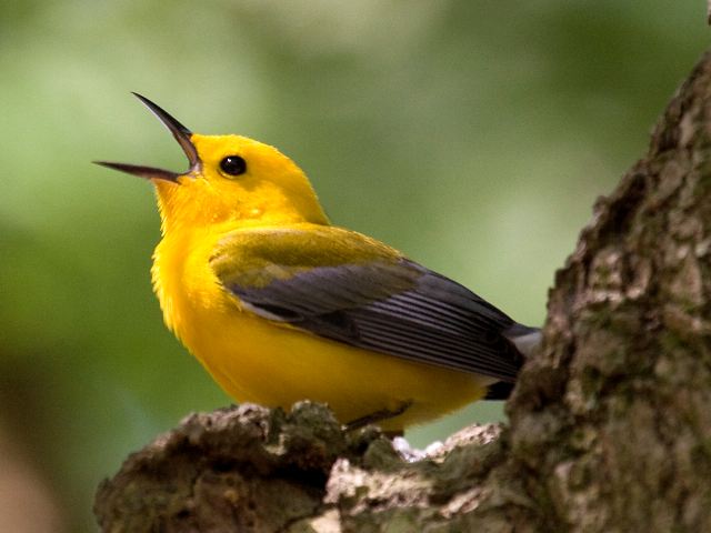 Prothonotary Warbler