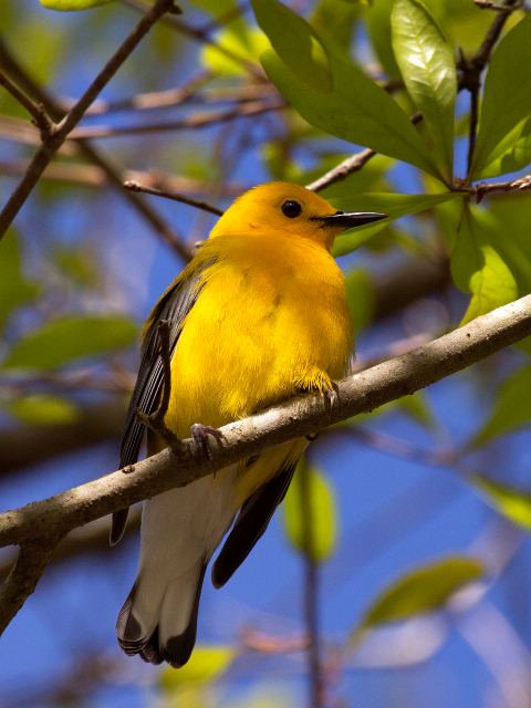 Prothonotary Warbler