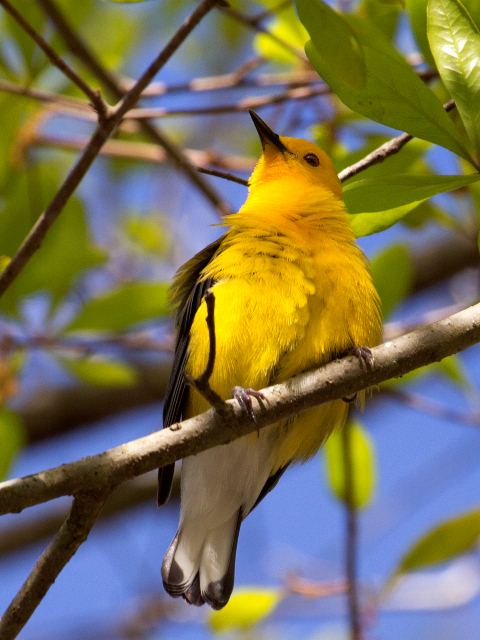 Prothonotary Warbler