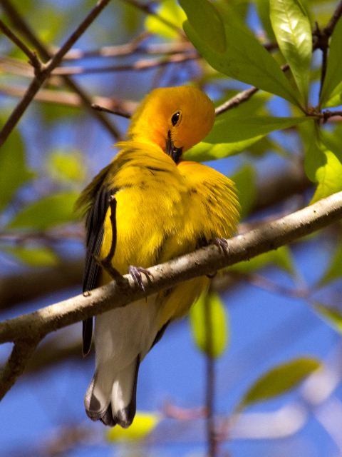 Prothonotary Warbler