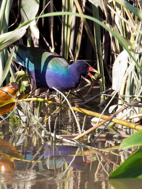 Purple Gallinule