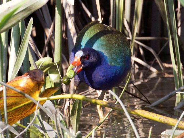 Purple Gallinule