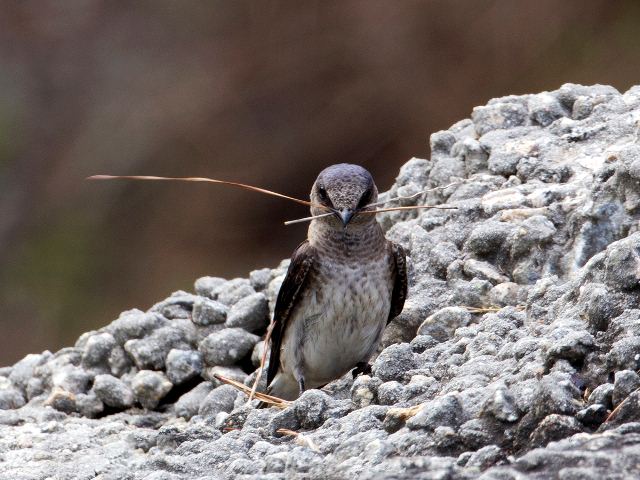 Purple Martins