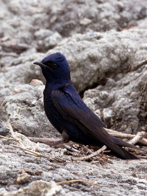 Purple Martins