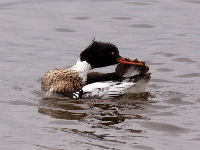 Red-breasted Merganser