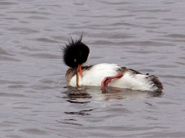 Red-breasted Merganser