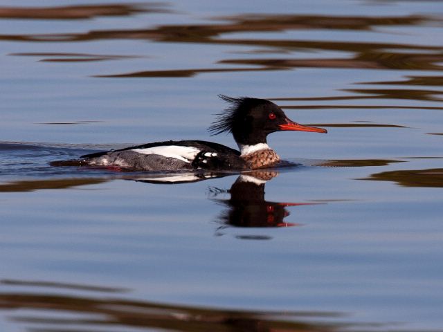 Red-breasted Mergansers