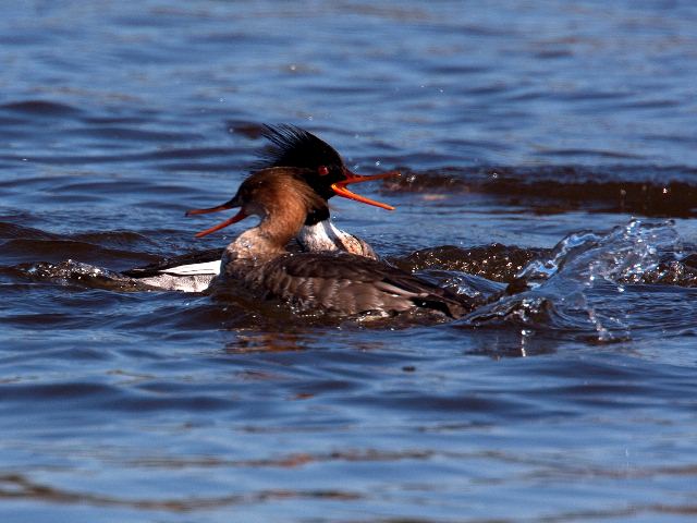 Red-breasted Mergansers