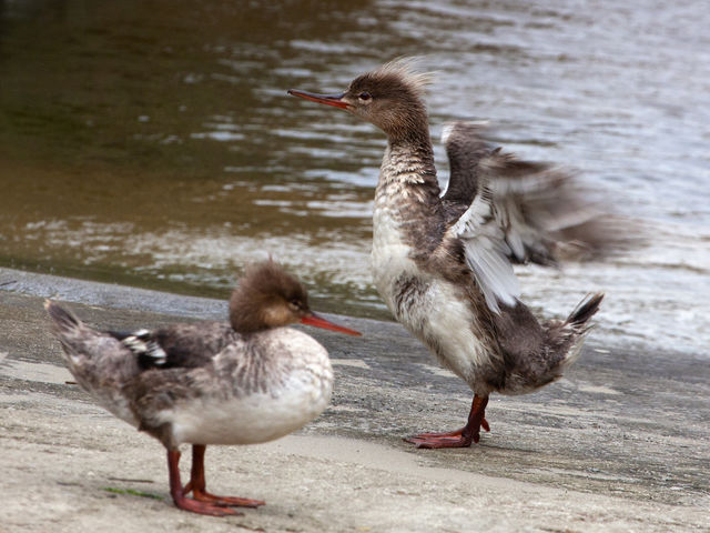 Red-breasted Merganser