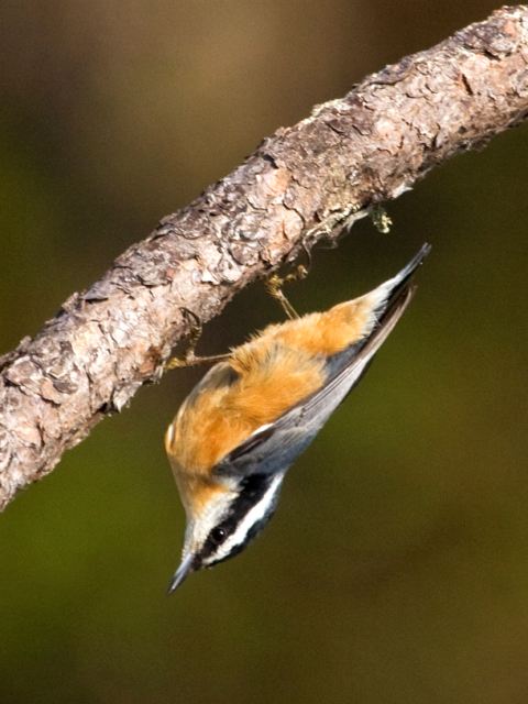 Red-breasted Nuthatch