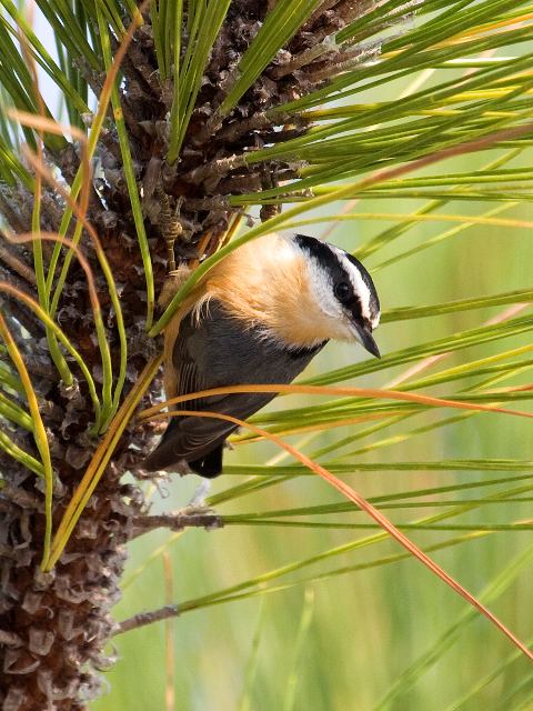 Red-breasted Nuthatch