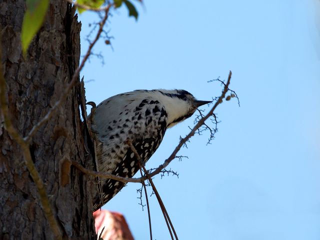 Red-cockaded Woodpecker