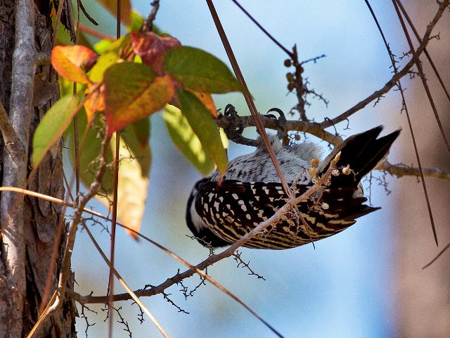 Red-cockaded Woodpecker