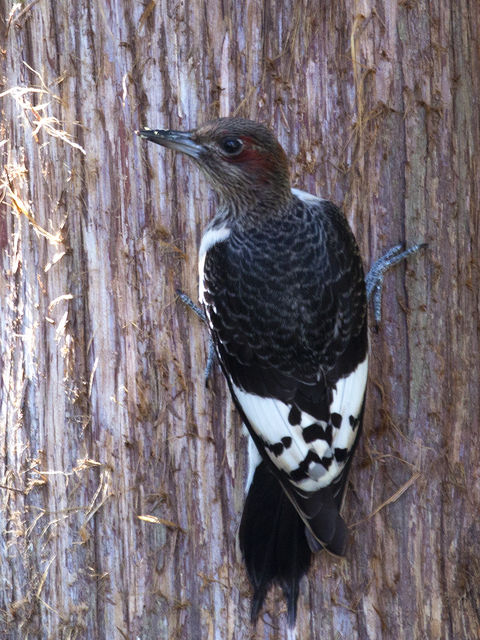 Red-headed Woodpecker