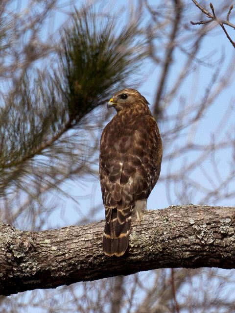 Red-shouldered Hawk