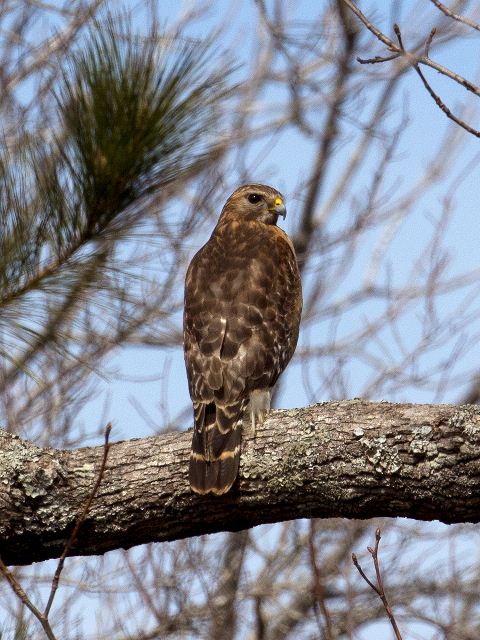 Red-shouldered Hawk