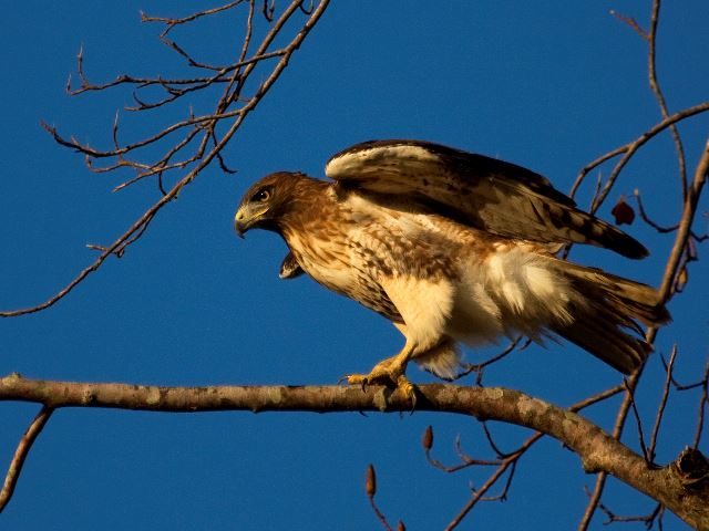 Red-tailed Hawk