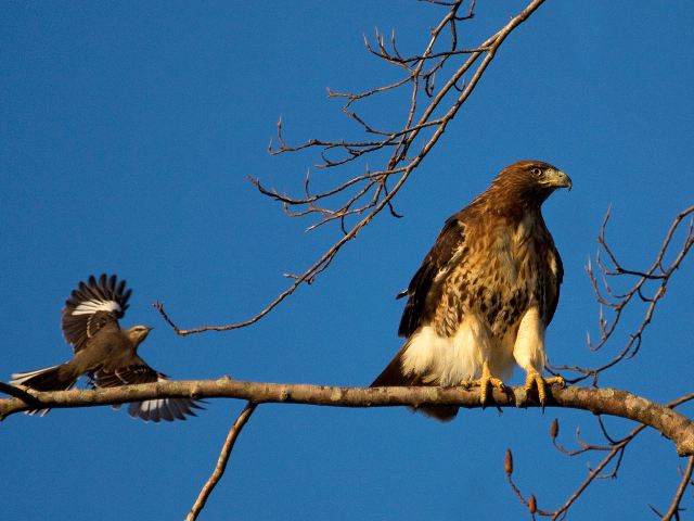 Red-tailed Hawk