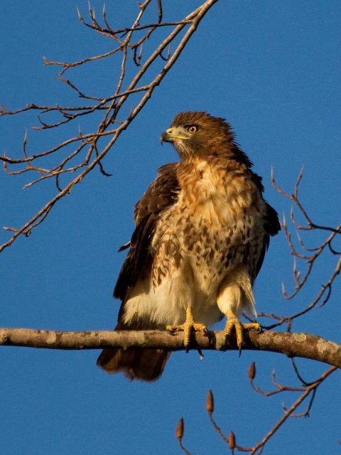 Red-tailed Hawk