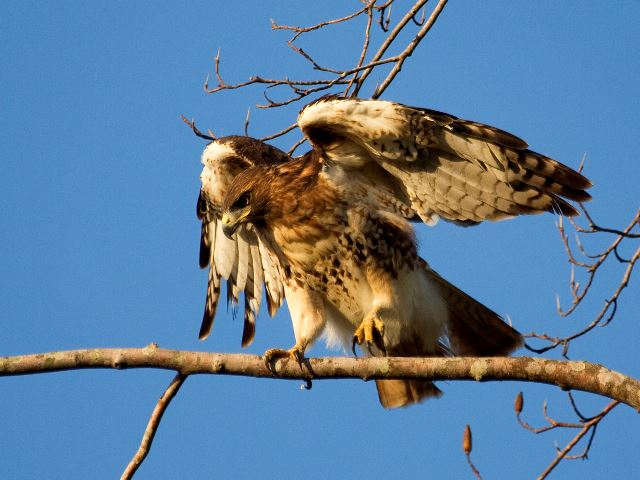 Red-tailed Hawk