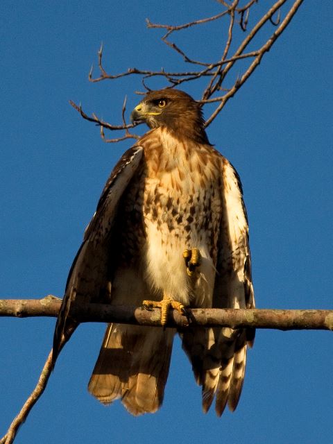 Red-tailed Hawk
