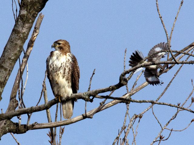 Red-tailed Hawk