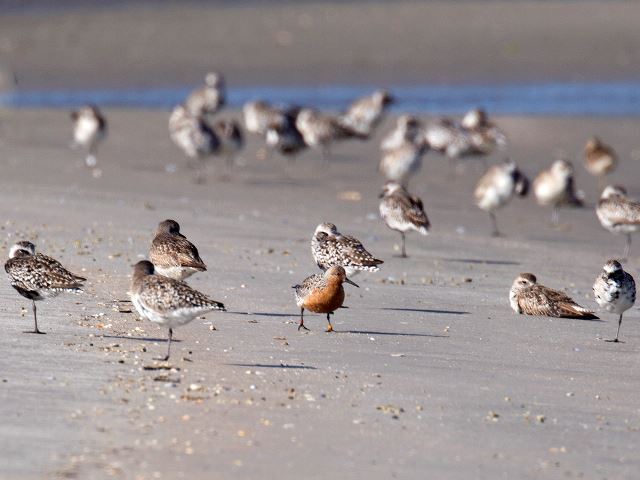 Red Knots