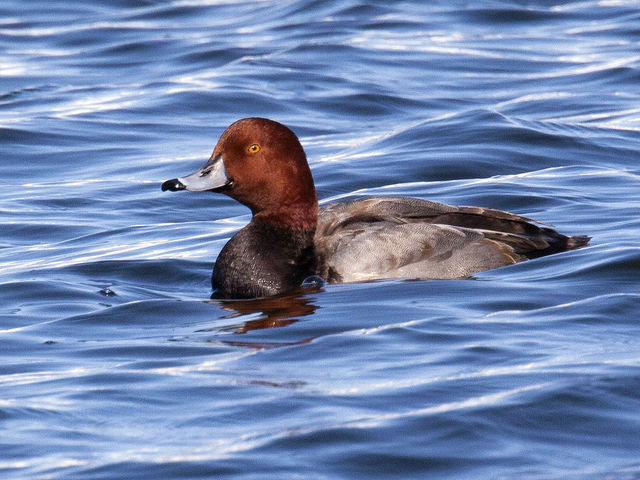 Redhead