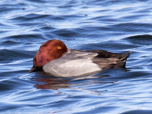 Redhead