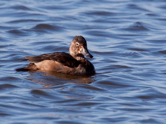 Ring-necked Duck