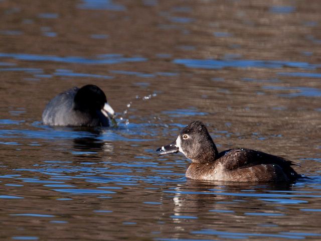Ring-necked Ducks