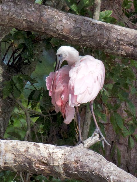 Roseate Spoonbill