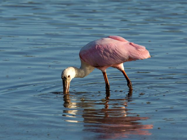 Roseate Spoonbills