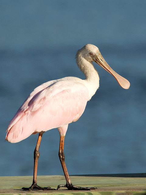 Roseate Spoonbills