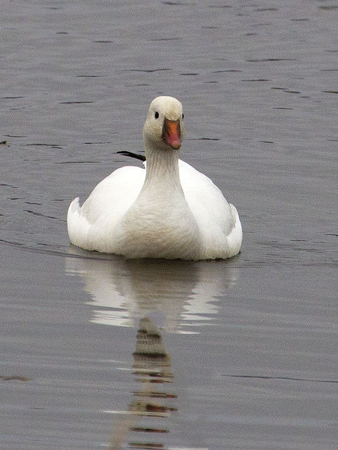 Ross's Goose