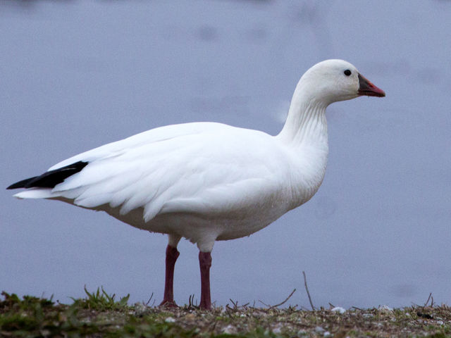 Ross's Goose