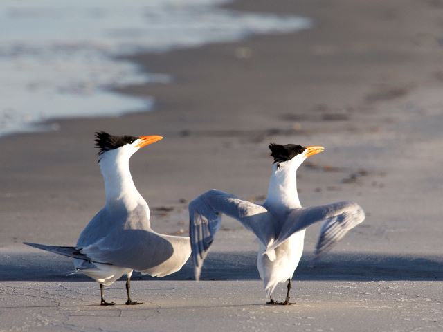 Royal Terns
