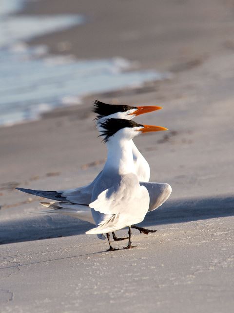 Royal Terns