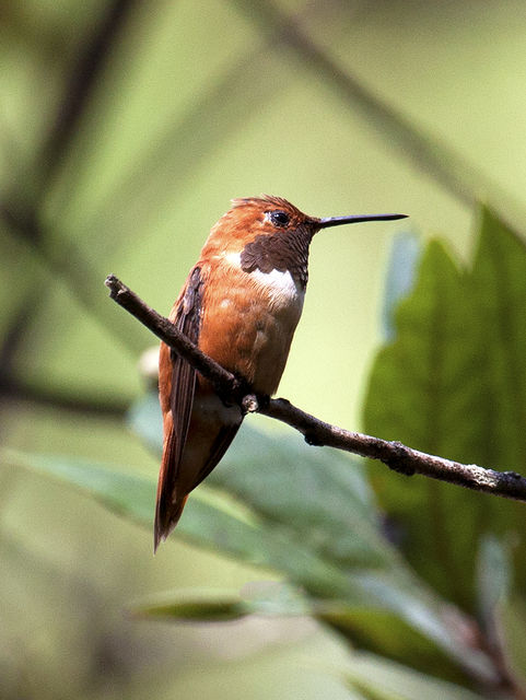 Rufous Hummingbird
