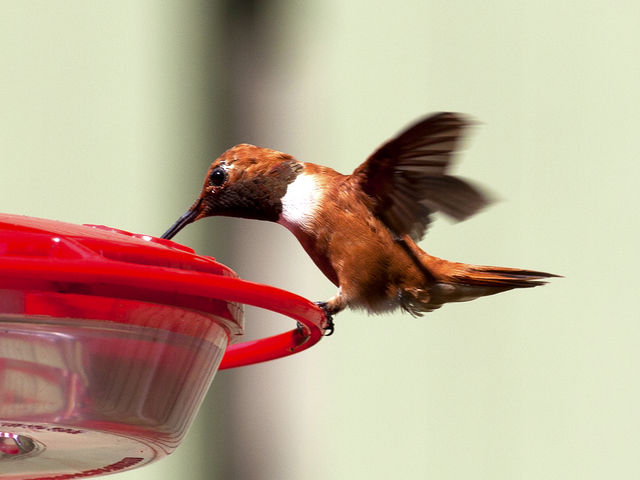 Rufous Hummingbird