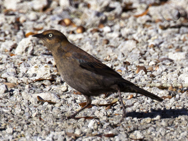 Rusty Blackbird