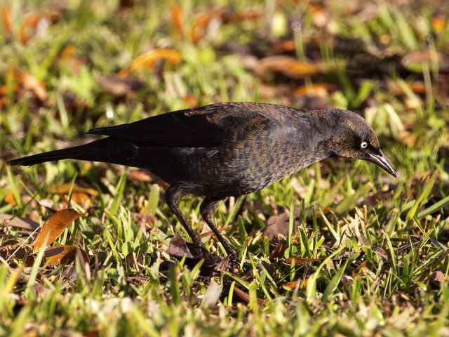 Rusty Blackbird