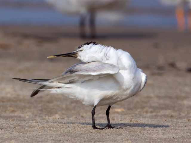 Sandwich Tern
