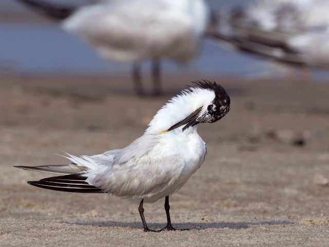 Sandwich Tern