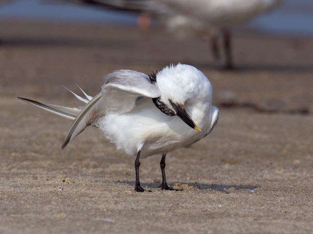 Sandwich Tern