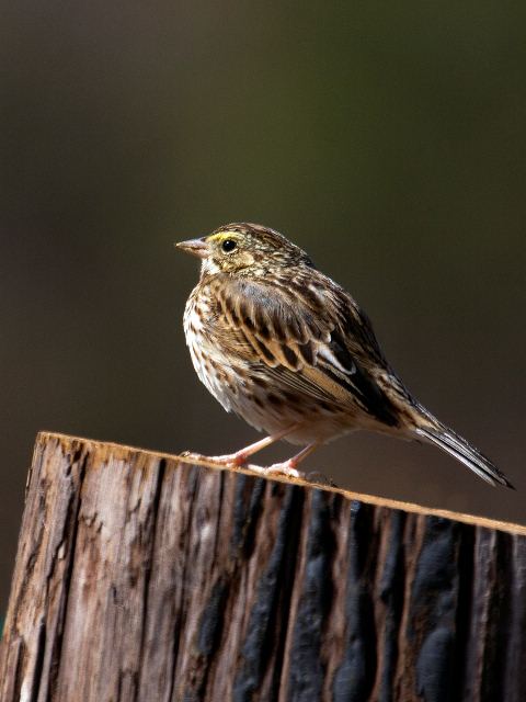 Savannah Sparrow