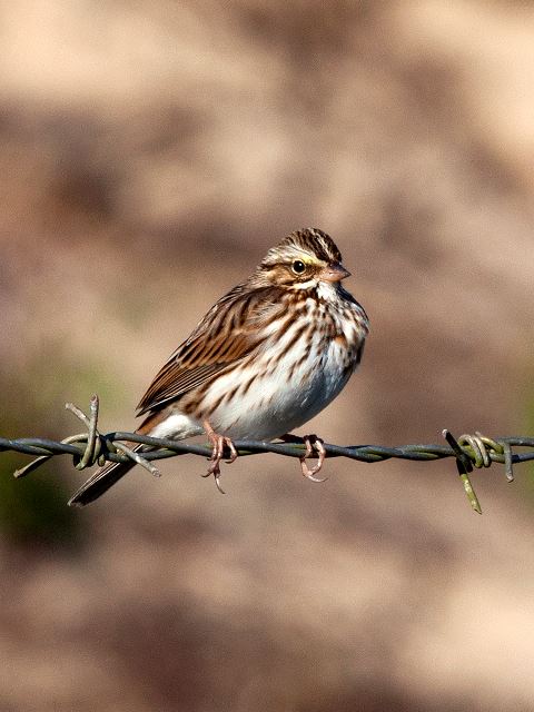 Savannah Sparrow